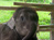 Mosha the baby elephant gets new leg