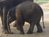 Mosha the baby elephant gets new leg