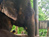 Mosha the baby elephant gets new leg