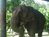 Mosha the baby elephant gets new leg