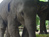 Mosha the baby elephant gets new leg