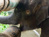 Mosha the baby elephant gets new leg