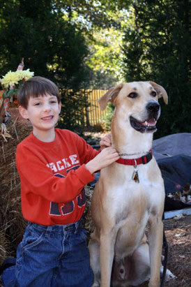 Service Dogs