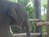 Mosha the baby elephant gets new leg