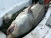 VIDEO: A 1,360 pound kaluga sturgeon was reeled in northeastern China.