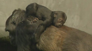 baby gorilla