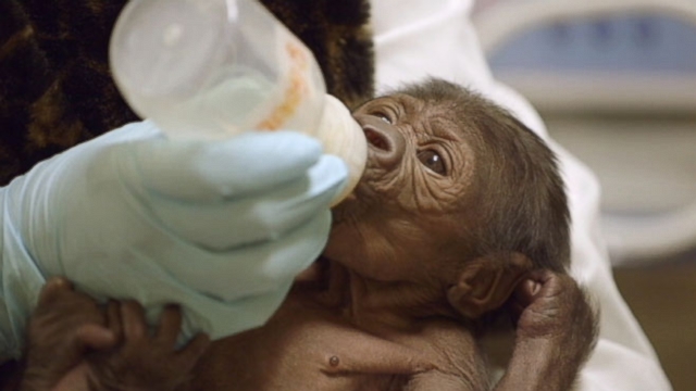 Eight-day-old gorilla is bottle-fed formula by her caregivers at the San Diego Zoo Safari Park.