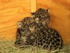 VIDEO: Male and female siblings are the San Diego Zoo's first jaguar cubs in 30 years.