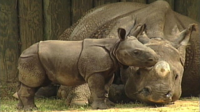 VIDEO: Ethan is the first rhino in the world to be born through artificial insemination.