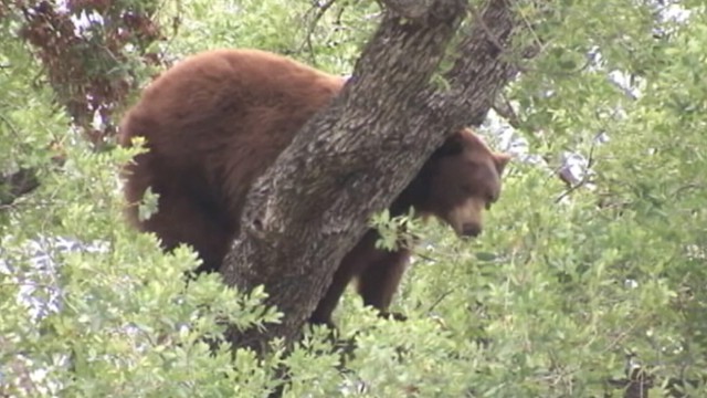 VIDEO: Officials say bears were likely searching for food after winter hibernation.