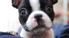 GMA Pet Page