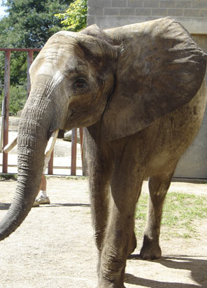 Pittsburgh Zoo Elephant Trainers