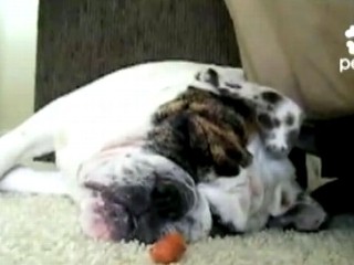 Watch: Snoring Dog Dreams of Food