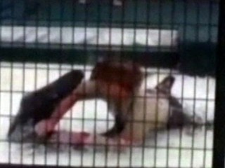 Watch: Alligator Trainer Has Frightening Struggle With Dangerous Beast