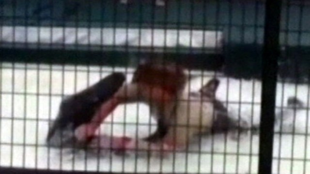 VIDEO: An Ohio man nearly lost his arm when he was attacked by his alligator.