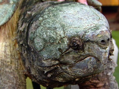 Turtle