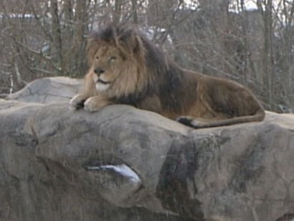 VIDEO: Protecting Zoo Animals From Cold Weather