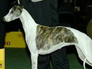 Showdog