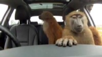 Hyundai Uses Baboons in Safety Test