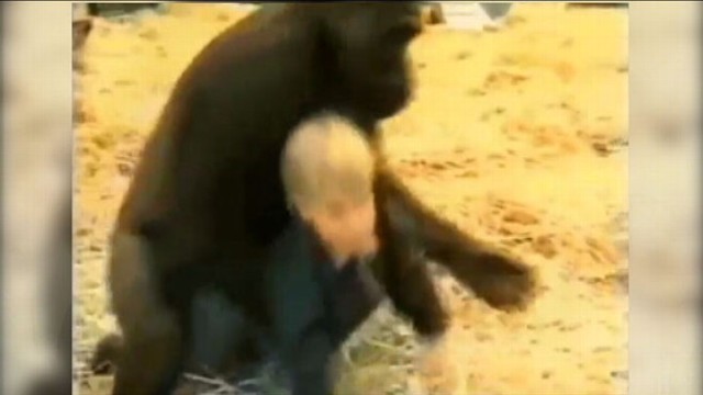 VIDEO: Video of a baby with 300 pound gorilla shocks some viewers.