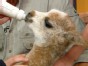 Jack Hanna and Friends
