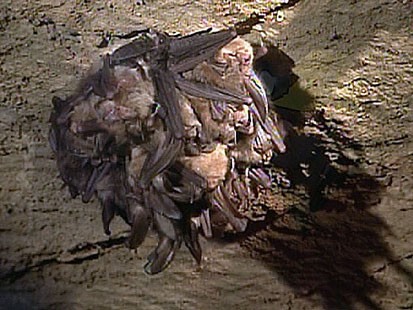 VIDEO: The Mystery of the Dying Bats