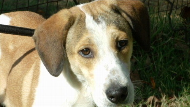 VIDEO: For info on adopting Daniel or another rescued dog visit www.ehrdogs.org.