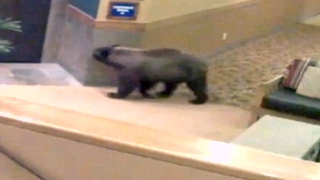 VIDEO: Bear Wanders Through New Mexico Resort