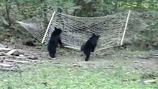 VIDEO: A New Jersey woman catches two little bears trying to climb on her hammock.