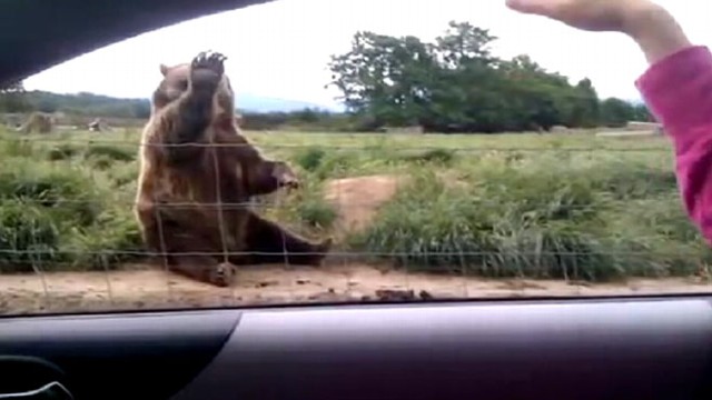 VIDEO: Video of a polite bear sitting on the side of the road goes viral on YouTube.