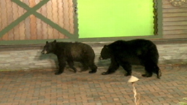 VIDEO: Pennsylvania weatherman ran for safety after bears walked on to the outdoor set.