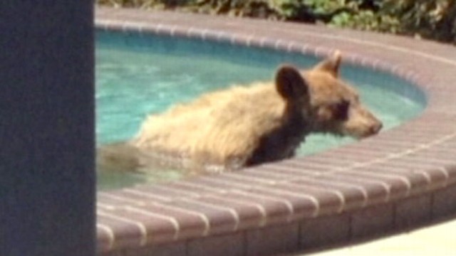 VIDEO: Bear Goes for Swim in Calif. Family?s Pool