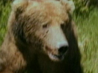 Watch: Hiker Photographs Grizzly Bear Just Before Deadly Attack