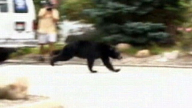 VIDEO: The bear escaped a trap and ran through an apartment complex.
