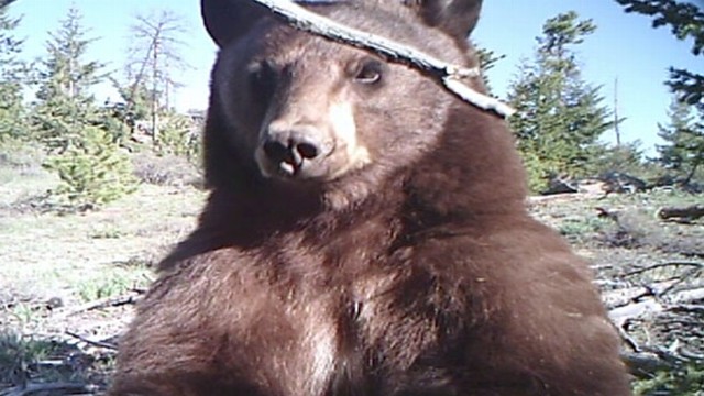 VIDEO: Bear Gets On-Camera Close up