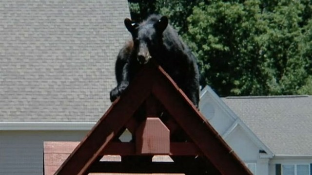 VIDEO: Bear Hangs Out in Family?s Playground