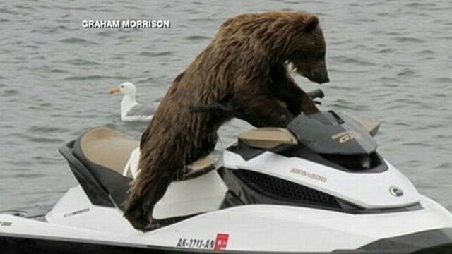 VIDEO: Bear Jumps On a Jet Ski