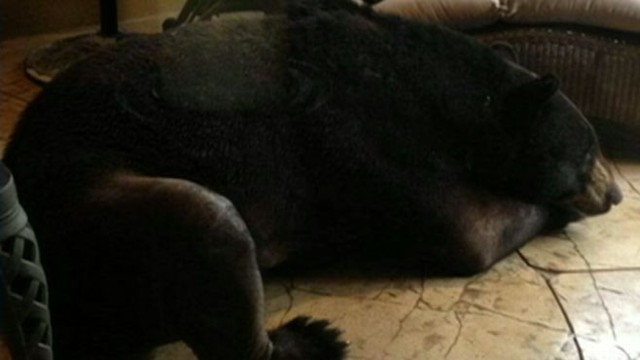 VIDEO: Bear Caught Napping on Lanai