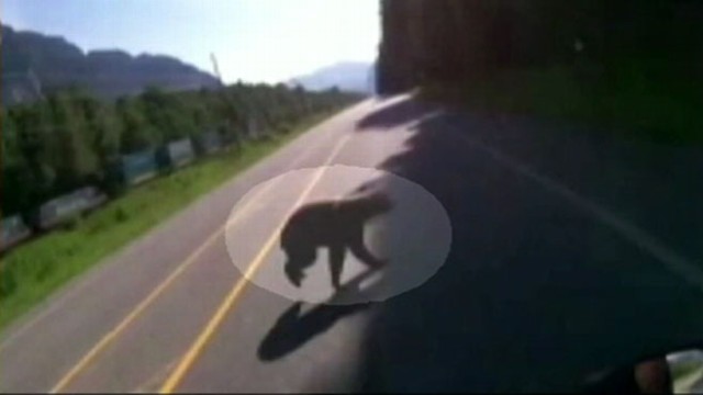 GMA VIDEO: Motorcyclist and Black Bear Collide