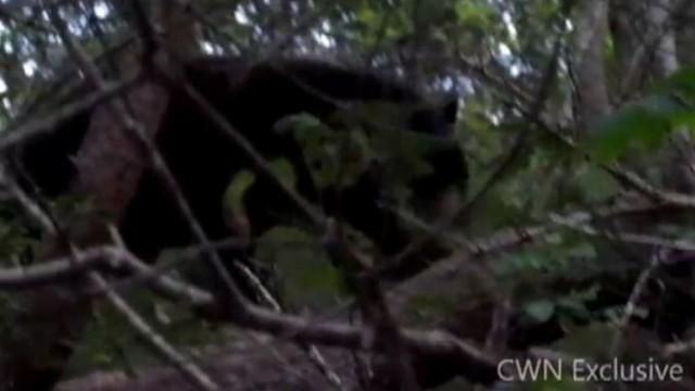 VIDEO: Cape Cod Bear Captured
