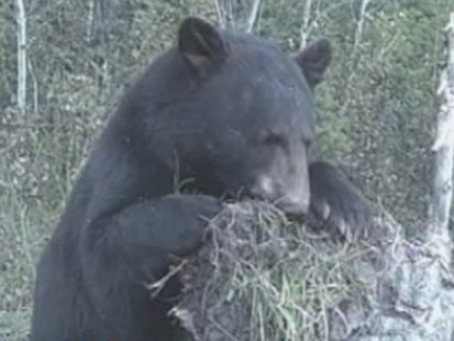 VIDEO: Aspen, Co. Being Overrun with Bears