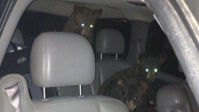 VIDEO: Officials were unaware of the baby bears after scaring away their mother.
