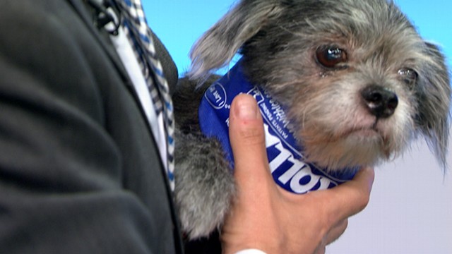 VIDEO: Marty Becker reveals products designed to protect pets from heat, humidity.