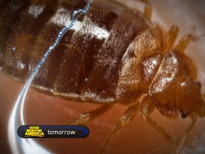 VIDEO: How to Get Rid of Bed Bugs