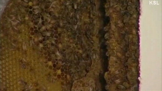 VIDEO: More than 50,000 bees were inside the walls of the Provo, Utah, home.