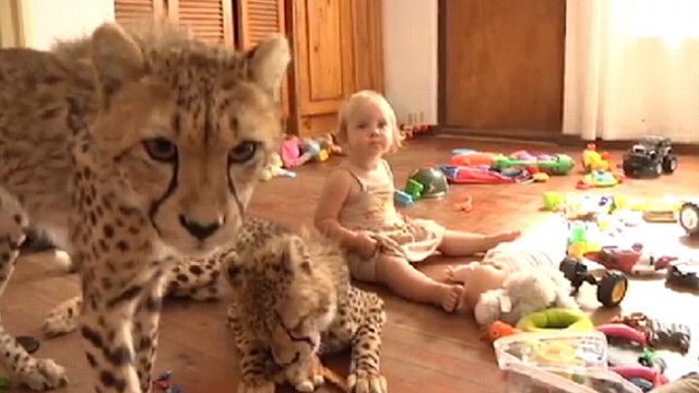 VIDEO: The documentary "Cheetah House" follows a South African family that adopted two cheetahs.