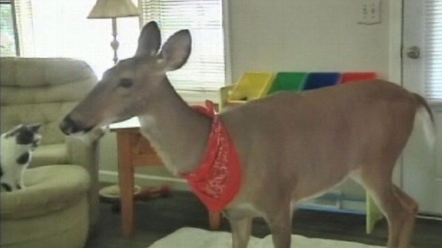 VIDEO: Lilly the deers owners say she is just like the family dog.