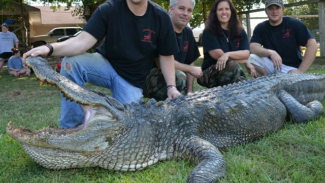 VIDEO: Record Alligator Caught at Mississippi Gator Hunt