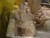 VIDEO: Is Your Chicken Safe From Salmonella
