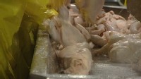 VIDEO: Is Your Chicken Safe From Salmonella
